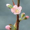 写真: 庭梅の　小さな花　　咲きました\(^o^)／