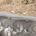 写真: ホオジロさん　2羽　(1) 冬の川辺で