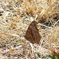 写真: キタテハさん　今年初めての蝶