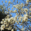 白木蓮の花たち（５）