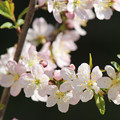 庭梅（小梅桜）の花（２）　満開に