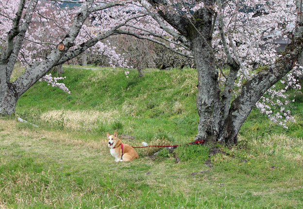 写真: 敷地川沿いの桜並木　（５）　ワンちゃんもお花見