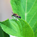 写真: ハキリバチ（１）　葉っぱをかかえて飛ぶ
