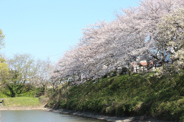 写真: 長池の桜　遠景
