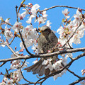 写真: ヒヨドリさん（１）長池の桜に