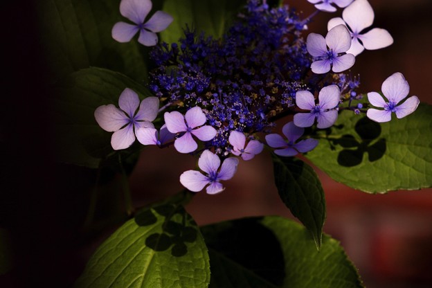 写真: こもれ美 紫陽花 a