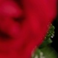 写真: 雨の午後／薔薇のイヤリング