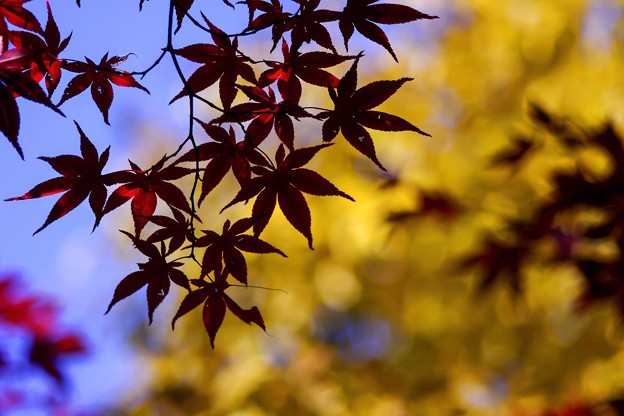 写真: 秋を撮る e