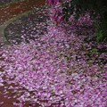 Photos: 蝦夷梅雨の束の間に／雨の匂い 薔薇の香り