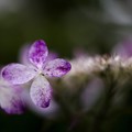 Photos: 蝦夷梅雨の束の間に／紫陽花 咲く