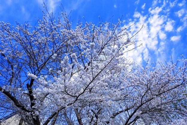 姥桜と平成の青い空