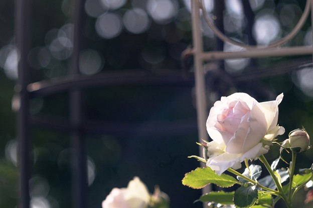 写真: 水無月の薔薇／斜光