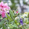 写真: 9月の庭／バラとクレマチスと優しさと