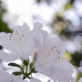 White flowers *****