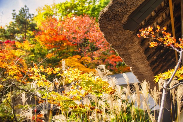 写真: 軒下の秋