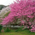 写真: 桜と・・・？