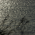 写真: 手賀沼の夕暮れ（４）