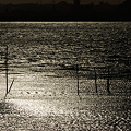 写真: 手賀沼の夕暮れ（５）