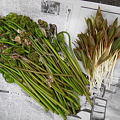 写真: 2012/05/08の収穫