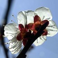 写真: 裏から見る梅の花