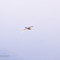 写真: 白鳥の詩　飛翔_10
