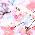 八重桜咲くDPP4_rs
