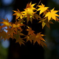 写真: 秋景４