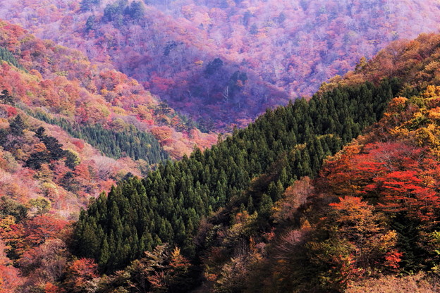 写真: 秋景１２