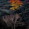 写真: 晩秋の榛名山