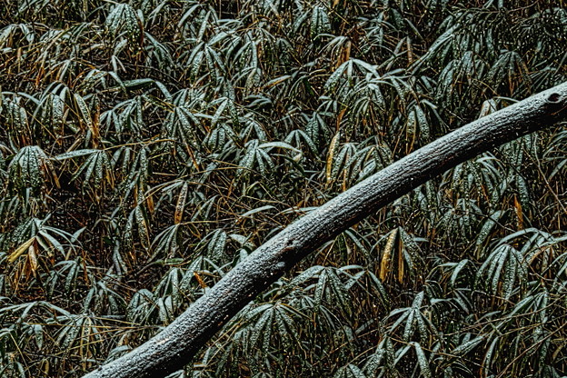 写真: 雪の樹