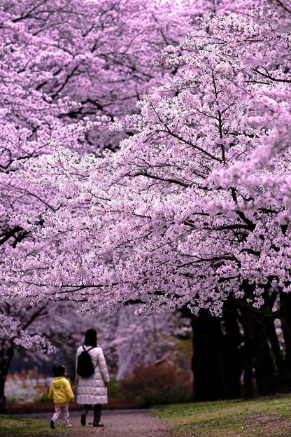 写真: 桜見物
