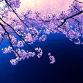 平成の桜2