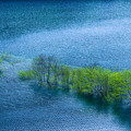 湖上の緑樹