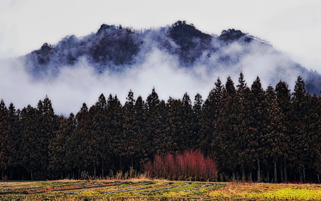写真: 里山・霧湧く