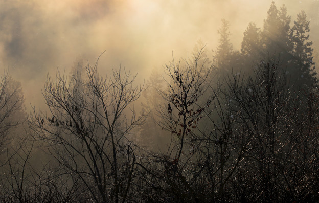写真: 冬の朝霧