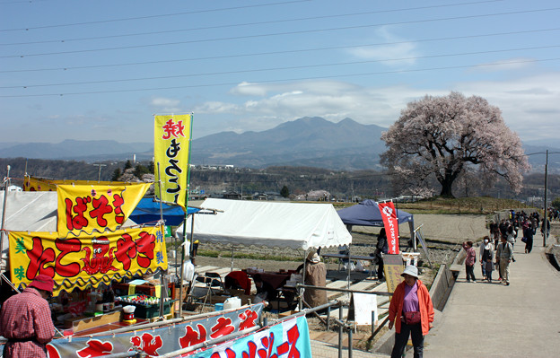 写真: 山梨・韮崎 わに塚の桜