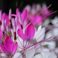 写真: 花束をあなたに　アルトサックスで　絵夢島　自宅庭に咲いていた花々