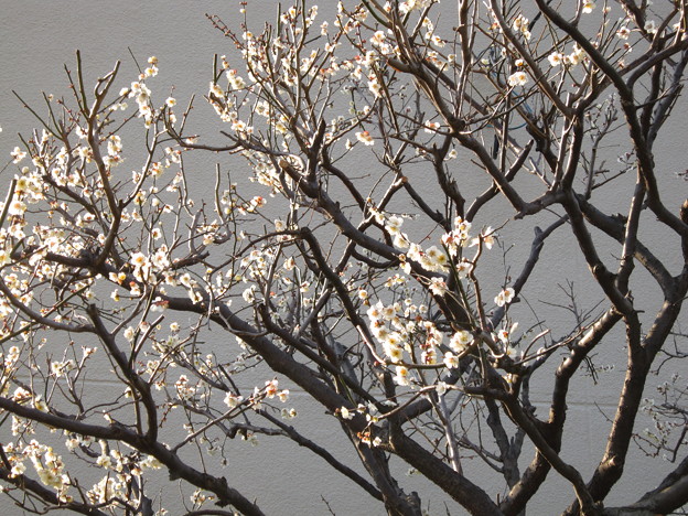 写真: 満開の梅