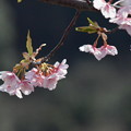 写真: 桜のはなのころ。