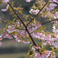 写真: 桜、メジロとのたわむれ。