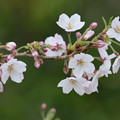 写真: 桜の舞。
