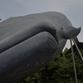 写真: シロナガスクジラ