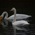 写真: 2羽の白鳥2