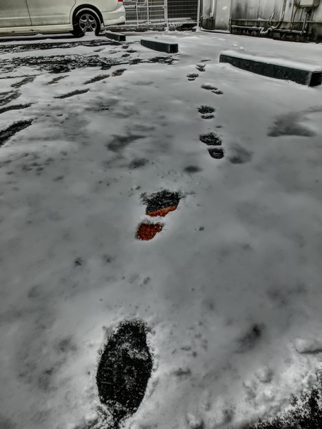 写真: 雪の足跡