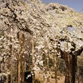 写真: 慈徳寺の枝垂れ桜