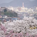 桜と信夫山