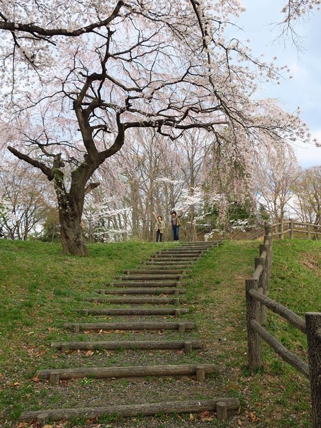 写真: 弁天山の桜