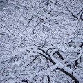 写真: 雪化粧したソメイヨシノ