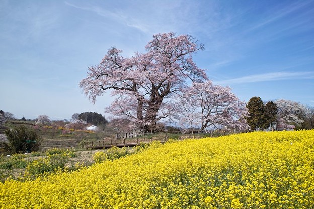 塩ノ崎の大桜と菜の花