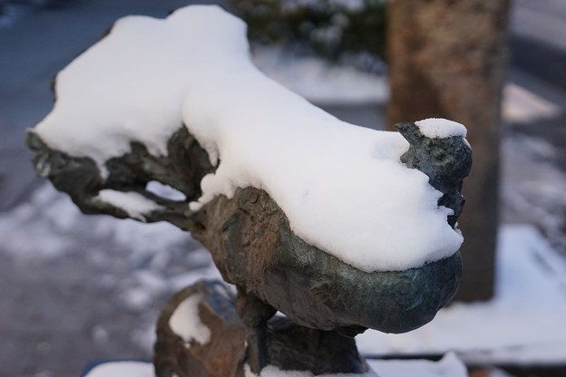 写真: 雪をかぶった鳩
